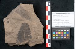 Foto (Objekt + Etikett) von Quercus pseudolonchitis Ettingshausen (NHMW-GEO-2024-0188-7978)